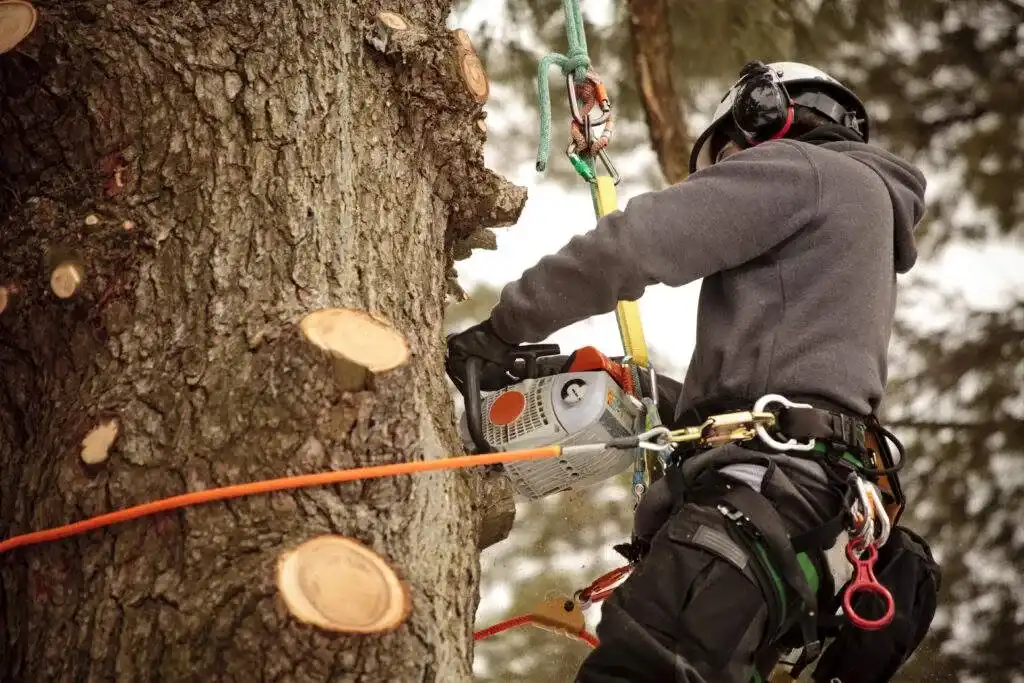Abattage et élagage d'arbre dans l'Eure (27) — M. Parisy