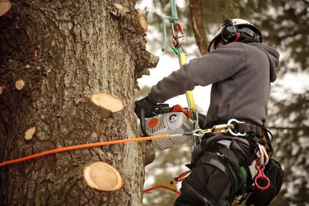 Abattage arbre demontage grimpeur - Parisy Espaces Verts, paysagiste dans l'Eure (27)