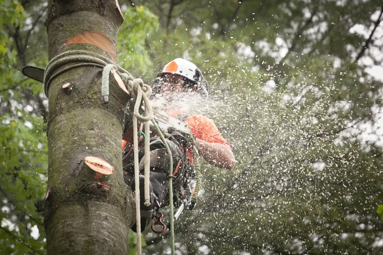Abattage arbre demontage tronconneuse - Parisy Espaces Verts, paysagiste dans l'Eure (27)