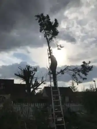 Abattage arbre echelle demontage - Parisy Espaces Verts, paysagiste dans l'Eure (27)