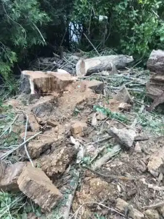Abattage arbre souche buches - Parisy Espaces Verts, paysagiste dans l'Eure (27)