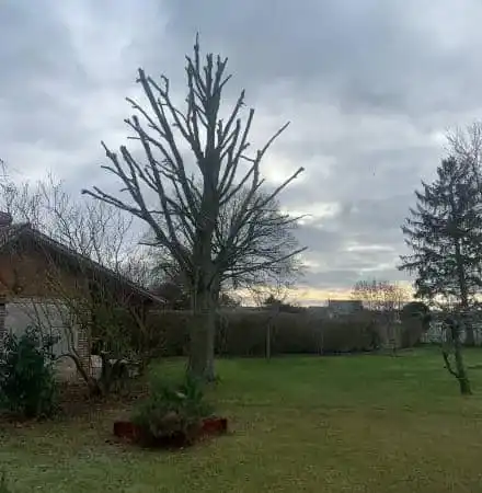 Arbre taille jardin particulier - Parisy Espaces Verts, paysagiste dans l'Eure (27)