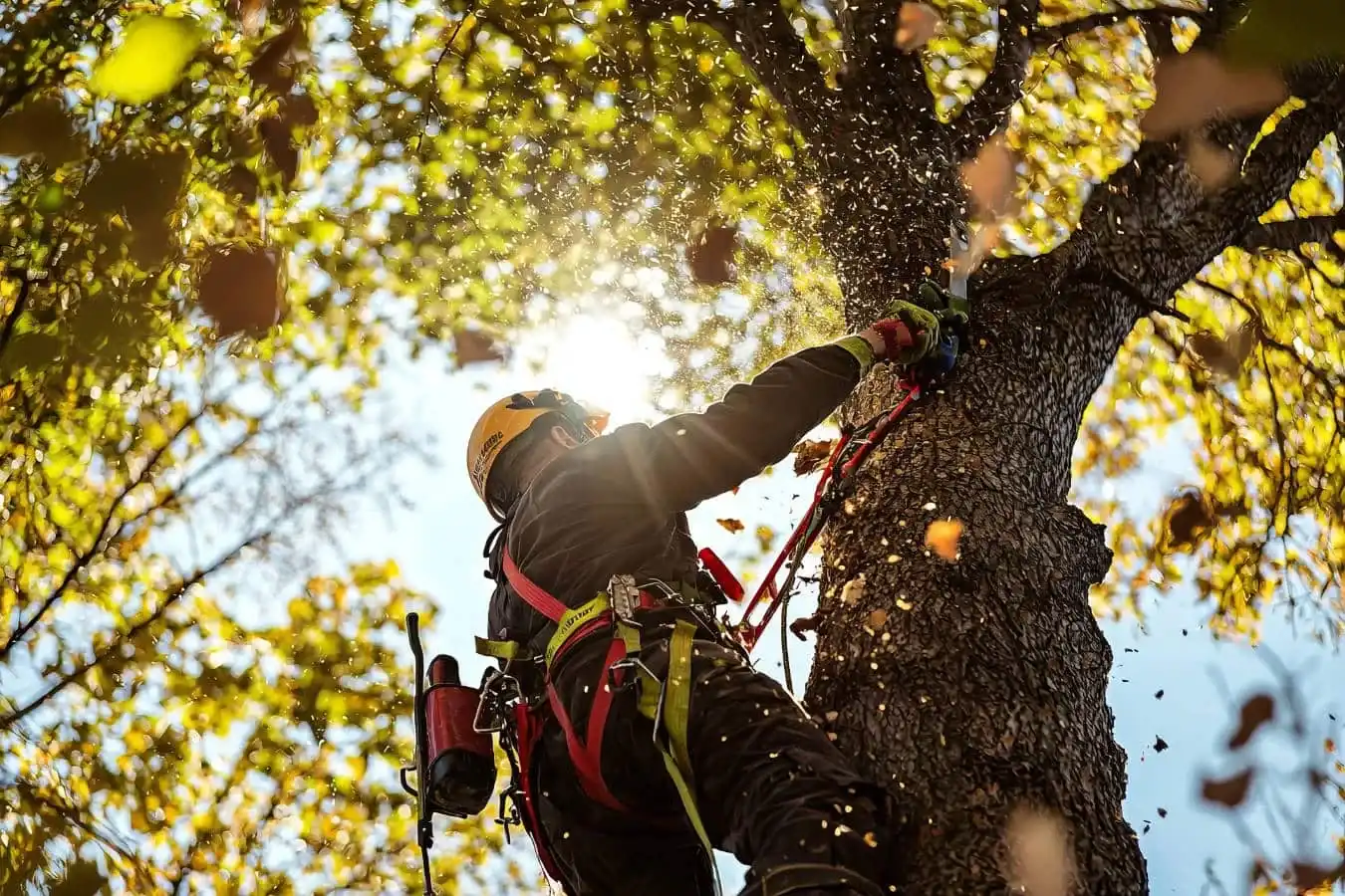 Elagage arbre grimpeur contre jour - Parisy Espaces Verts, paysagiste dans l'Eure (27)