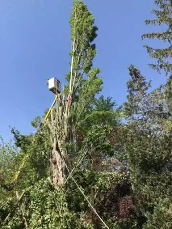 Elagage arbre nacelle - Parisy Espaces Verts, paysagiste dans l'Eure (27)