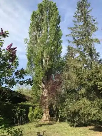 Peuplier avant abattage - Parisy Espaces Verts, paysagiste dans l'Eure (27)