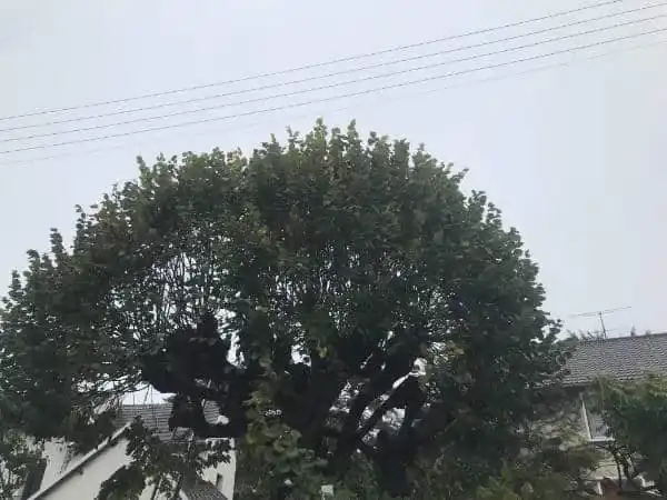 Taille arbre en boule - Parisy Espaces Verts, paysagiste dans l'Eure (27)